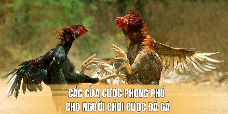 Các cửa cược phong phú cho người chơi cược đá gà