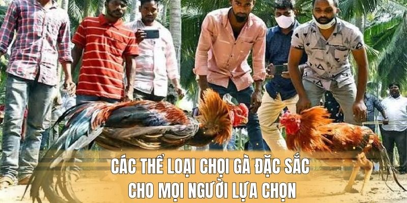 Các thể loại chọi gà đặc sắc cho mọi người lựa chọn 