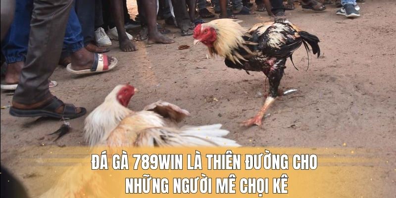 Đá gà 789win là thiên đường cho những người mê chọi kê